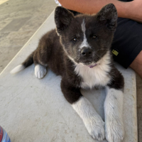 Akita con pedigree ENCI