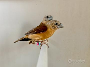 Donacola Testa Grigia ( Lonchura Flaviprymna )