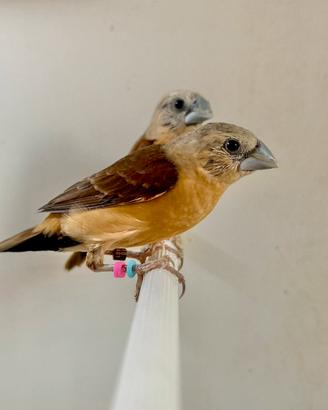 Donacola Testa Grigia ( Lonchura Flaviprymna )