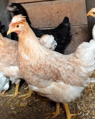 Galline ovaiole