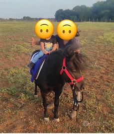 3 pony in blocco