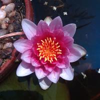 Ninfee miste rustiche