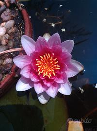 Ninfee miste rustiche