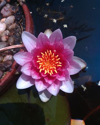 Ninfee miste rustiche