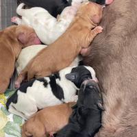 Cuccioli cocker