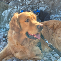 Golden retriver x monta