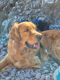 Golden retriver x monta