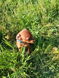 Cucciolo pinscher