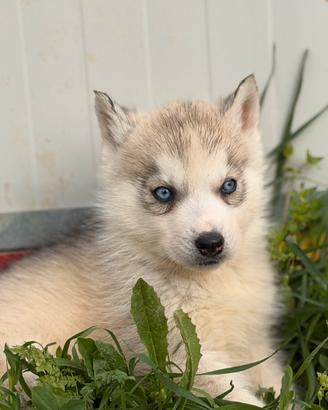 Siberian Husky con pedigree enci