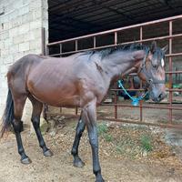 Puledra