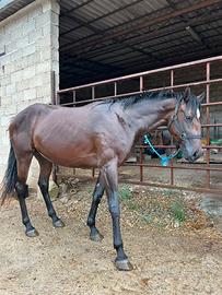 Puledra