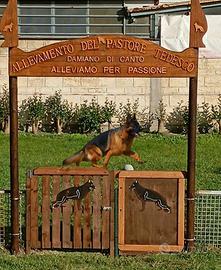 Cuccioli di Pastore Tedesco