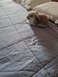 Coniglietto nano