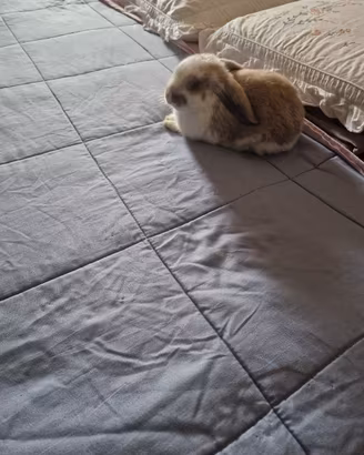Coniglietto nano