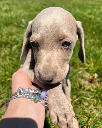 Cuccioli di weimaraner gratis