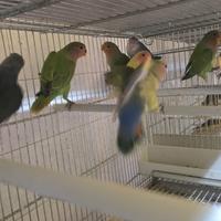 Inseparabili rosecolis