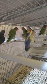 Inseparabili rosecolis