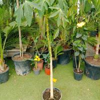 papaya mix varietà ermafrodita 