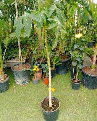 papaya mix varietà ermafrodita 