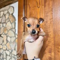 Cuccioli pinscher toy