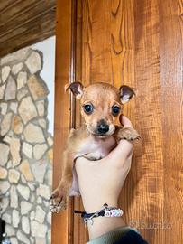 Cuccioli pinscher toy