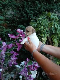 Cuccioli di Jack