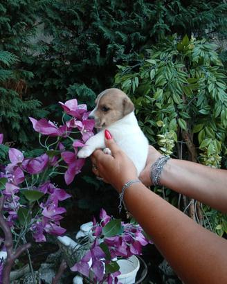 Cuccioli di Jack