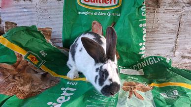 Conigli pezzati