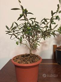 Bonsai