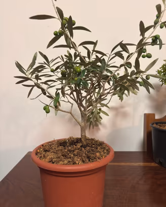 Bonsai