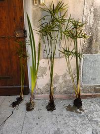 pianta di Falso papiro