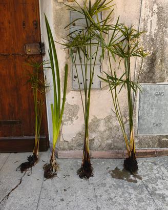 pianta di Falso papiro