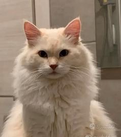 Monta Gatto Siberiano