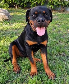 Disponibili cucciola femmina di Rottweiler 5 mesi