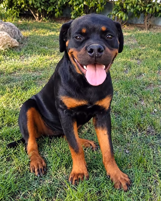 Disponibili cucciola femmina di Rottweiler 5 mesi