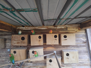 Inseparabili roseicollins