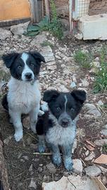Cuccioli border collie