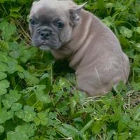 Bulldog francese
