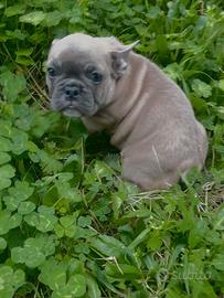 Bulldog francese