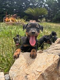 Pinscher nero