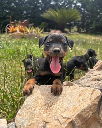 Pinscher nero