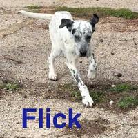 Cagnolini in adozione