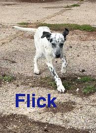 Cagnolini in adozione