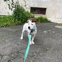 Incrocio pit/dogo argentino