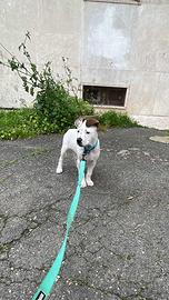 Incrocio pit/dogo argentino