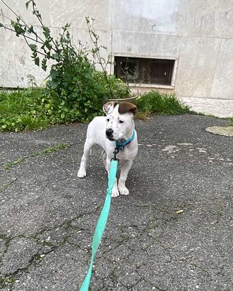 Incrocio pit/dogo argentino