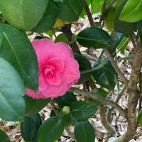 Camelia