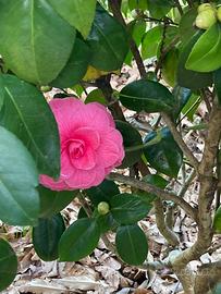 Camelia