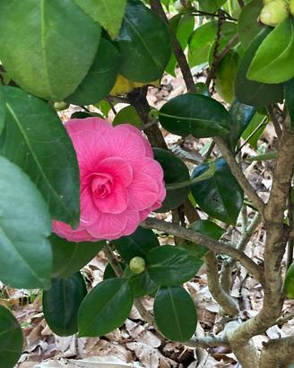 Camelia