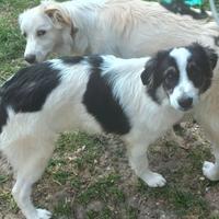 Cuccioli junior di pastore maremmano